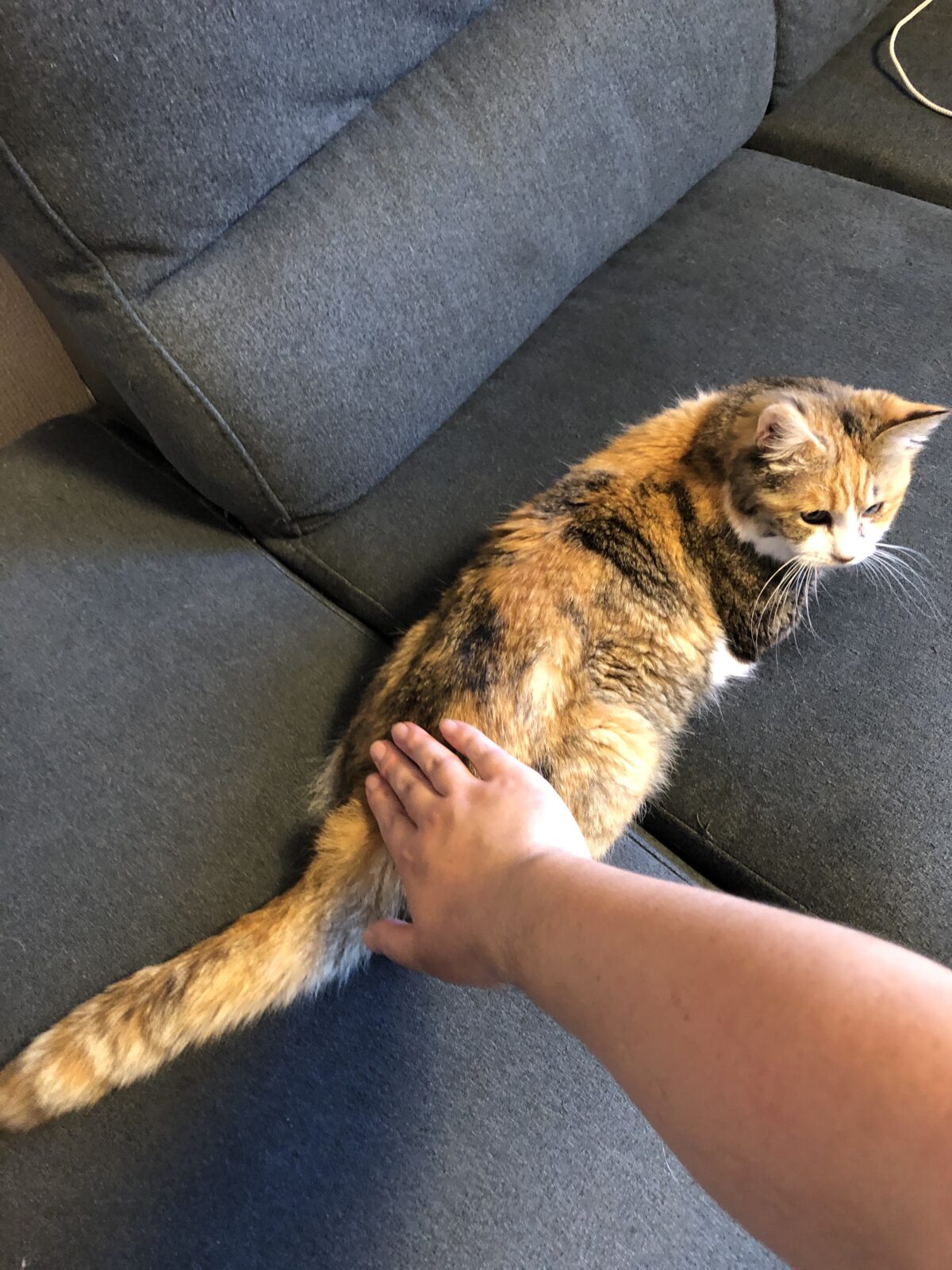 保護猫カフェ☕️にゃんだん邸さん