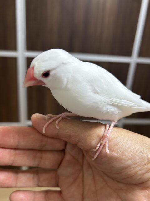 大和市　鳥さん達のお世話♡
