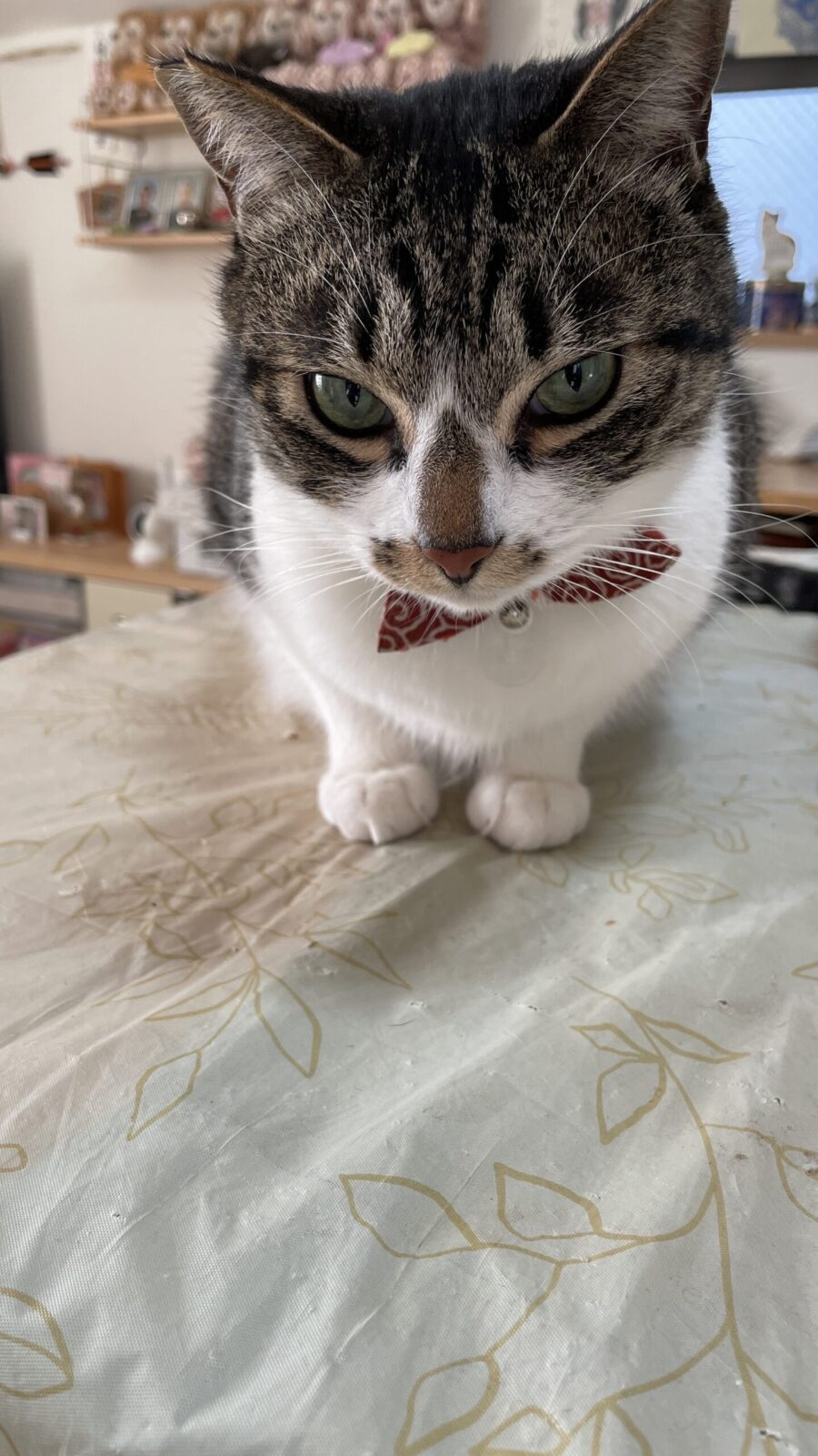 😺ひょっこりはん笑😊