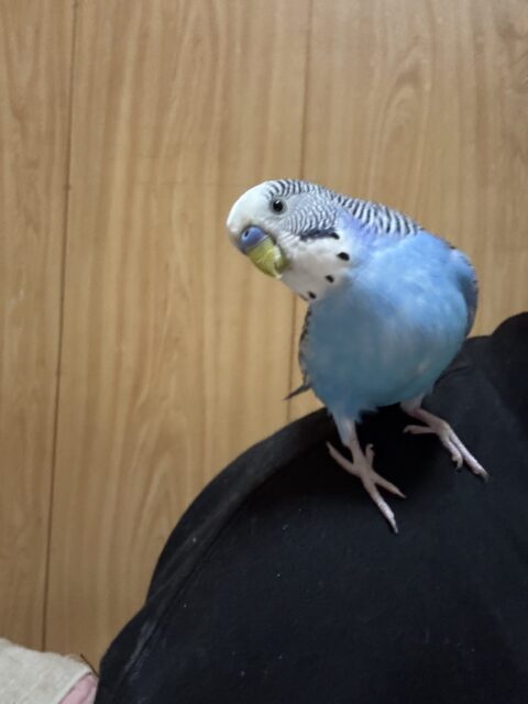 小動物のお世話もお任せください