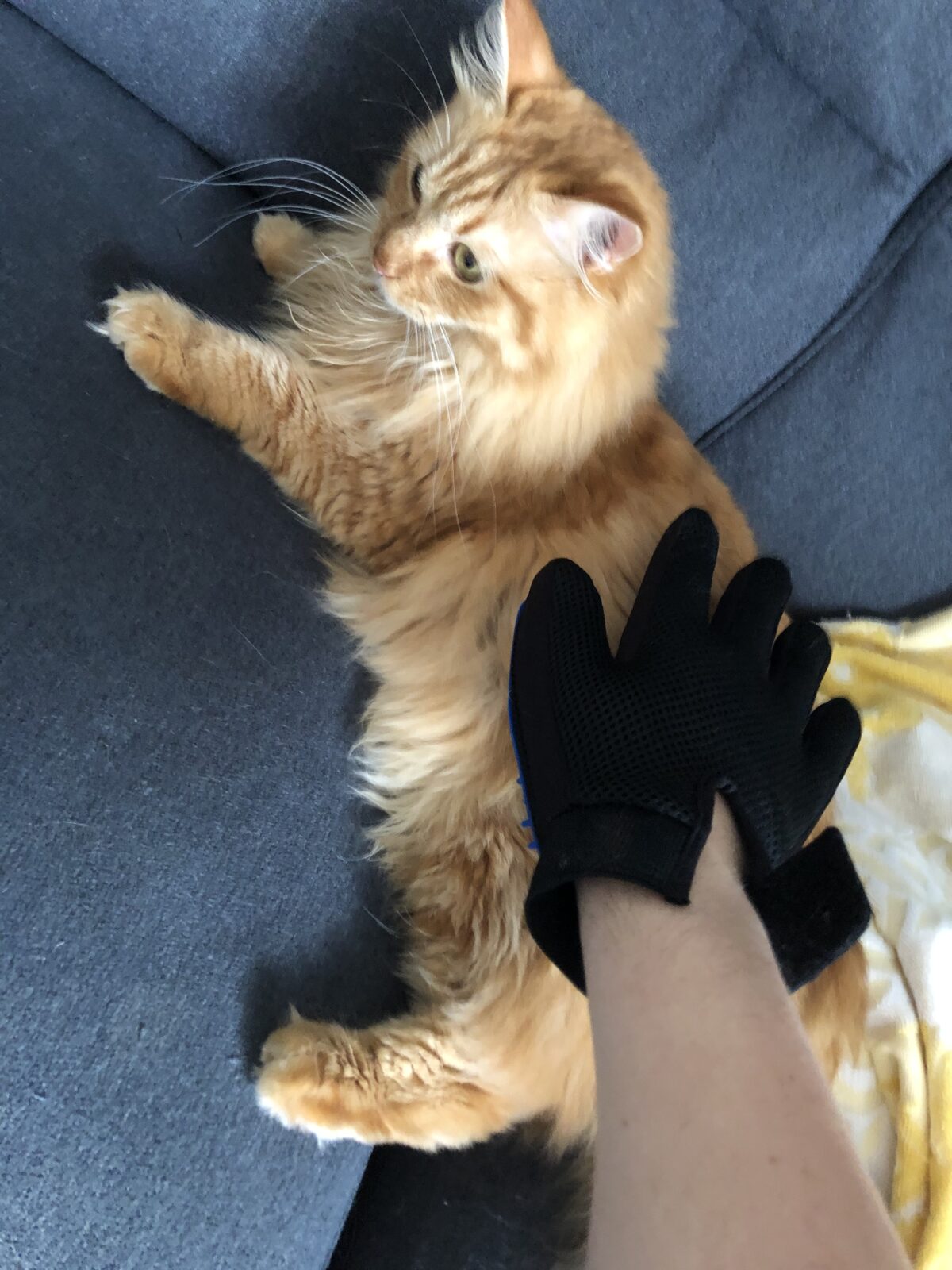 港南 ロシアンブルー こまちゃんのお留守番の様子