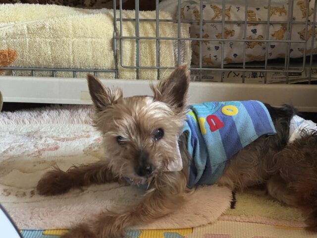 【犬の介護 ペットシッター】ハッピーくんのお世話の様子