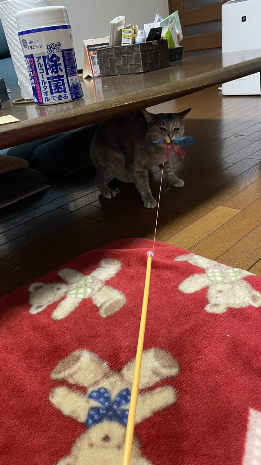 🐱 覚えていてくれたのかな？
