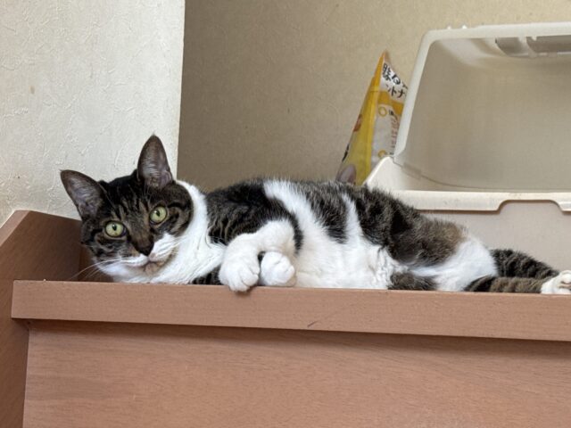 【キャットシッター】ぽにょちゃん達のお世話の様子