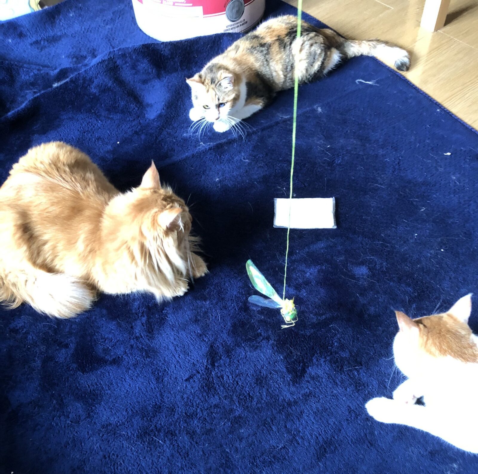 伊勢原市 あおちゃん ほたてくん うにくん お客様の声