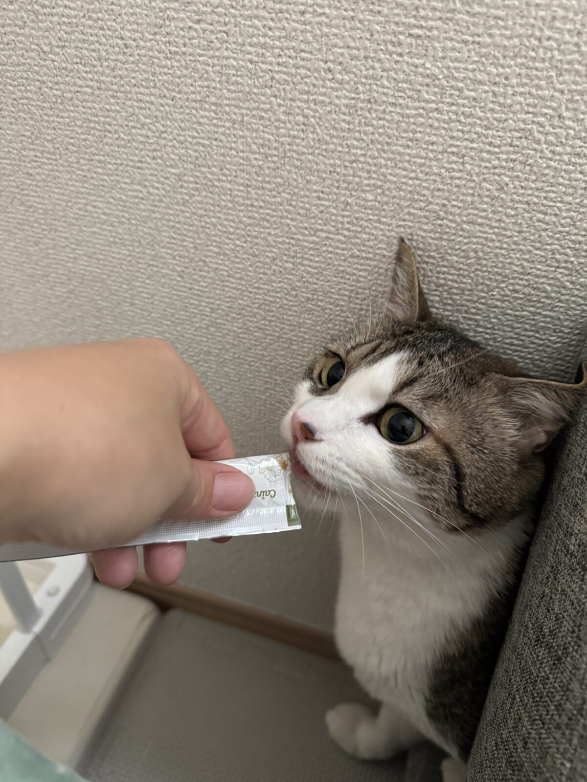 船橋市　つぶちゃんのお世話