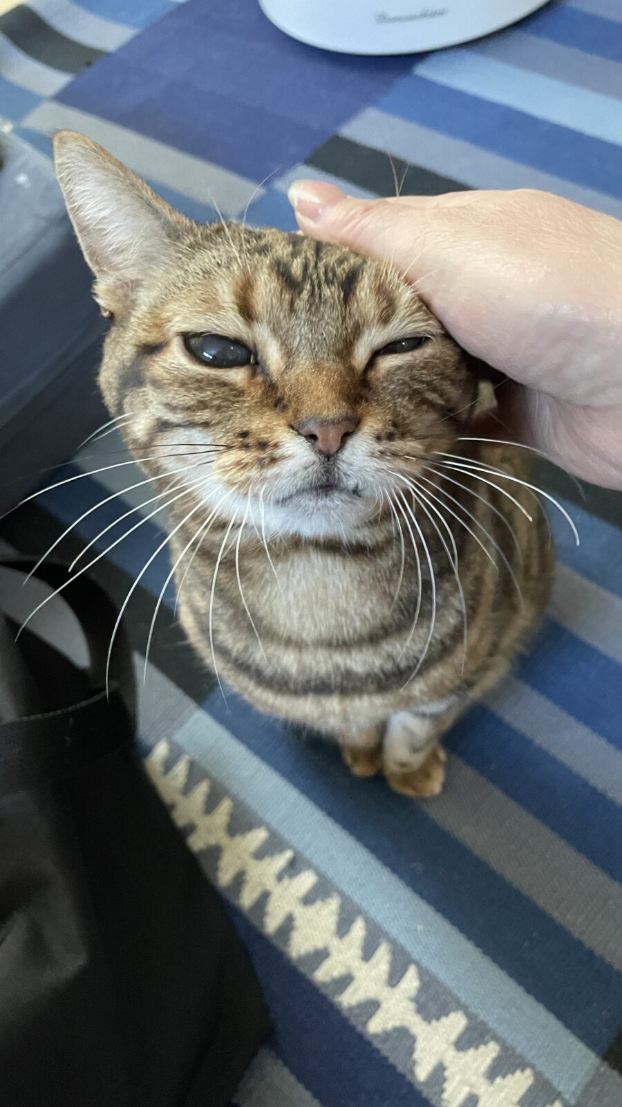 🐱シニアにゃんこ🐱