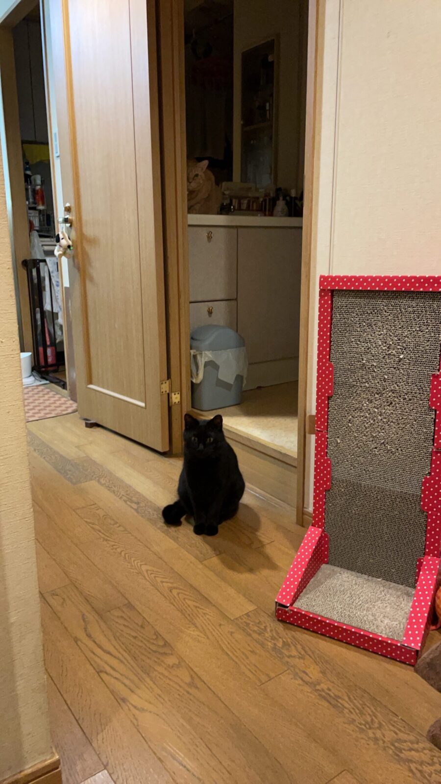 😼興味深々ニャンズ🐱