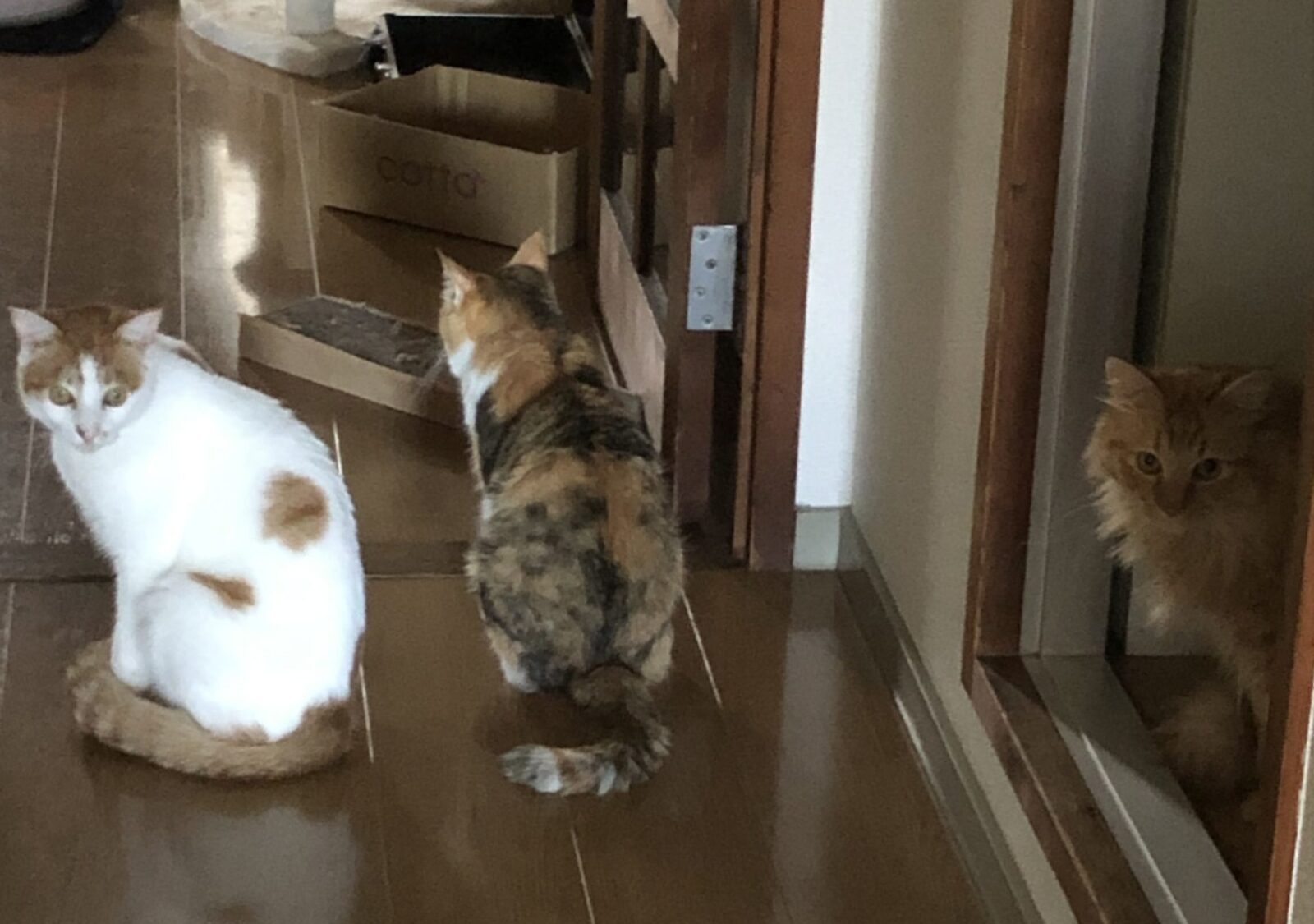 伊勢原市　あおちゃん　ほたてくん　うにくん　お世話３日目