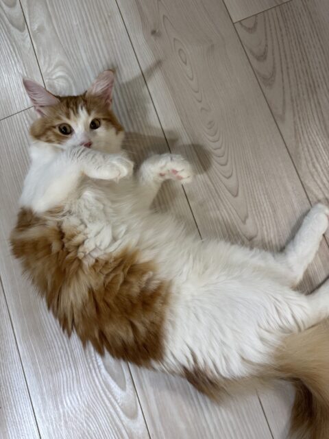 船橋市　マリーちゃんのお世話