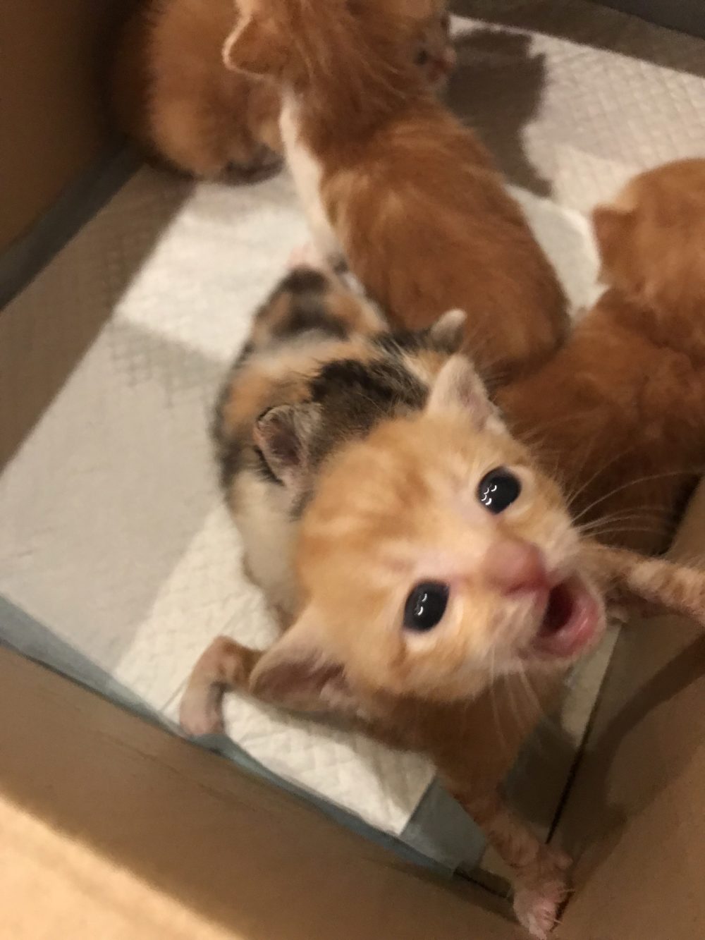 お客様にお詫びです。