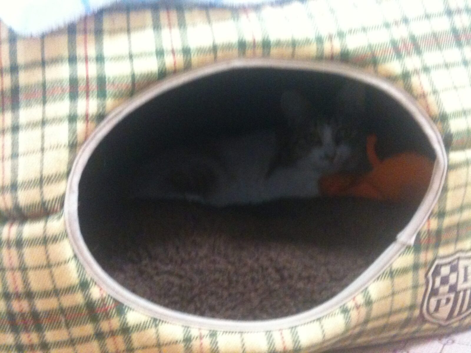 人見知りのペットのお世話について