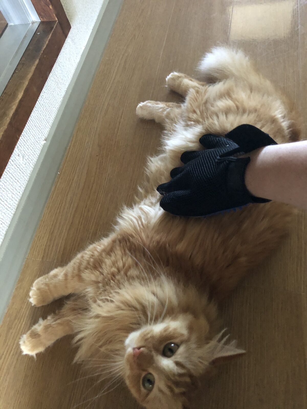 京都市 伏見区 5匹の猫ちゃん