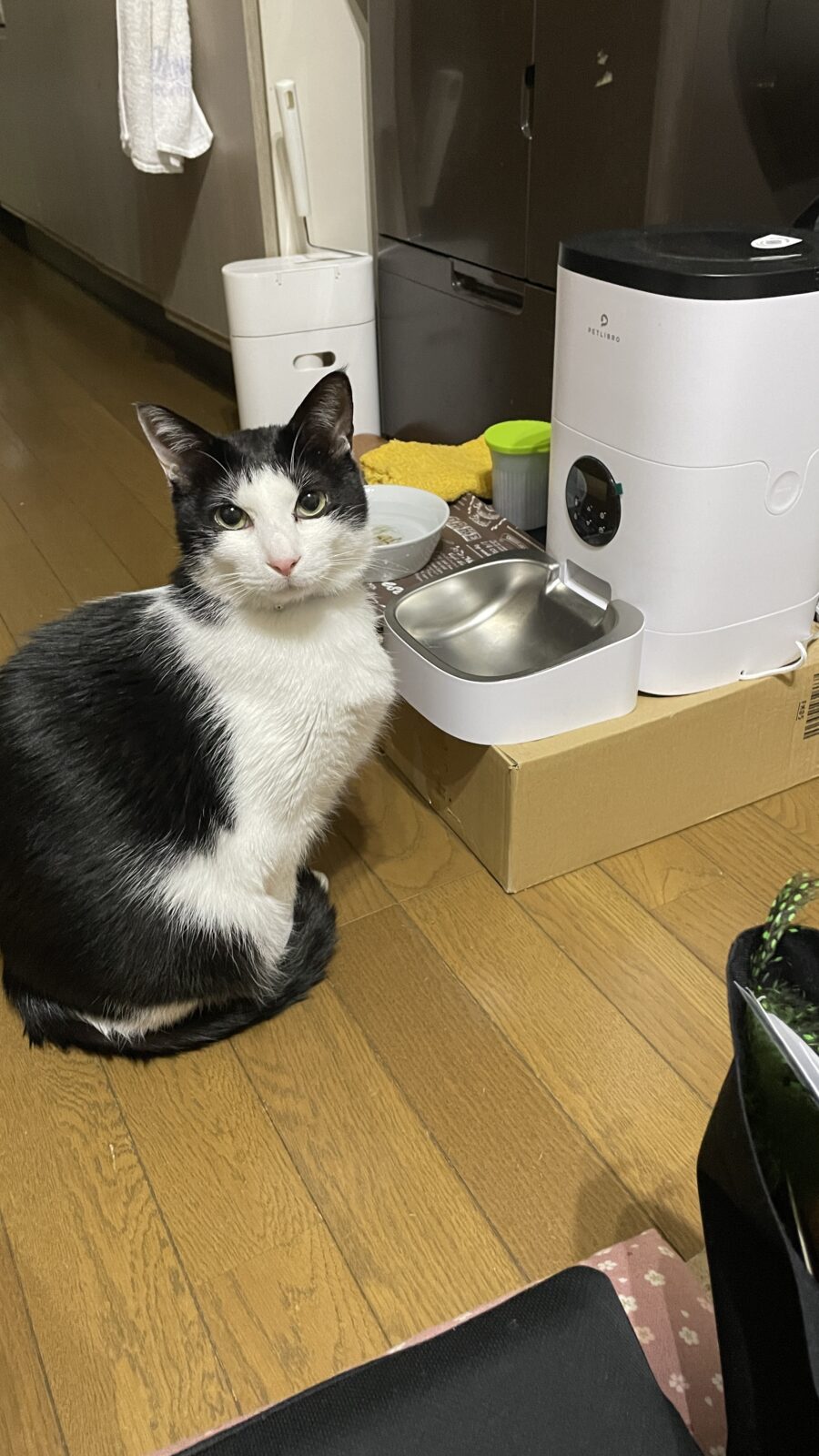 🐱初めましてのお友達🐱