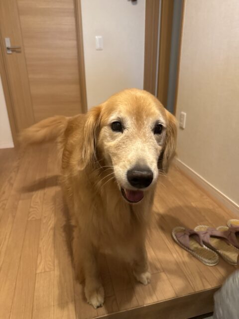 【犬のペットシッター 八王子】ベニーくんのお世話の様子