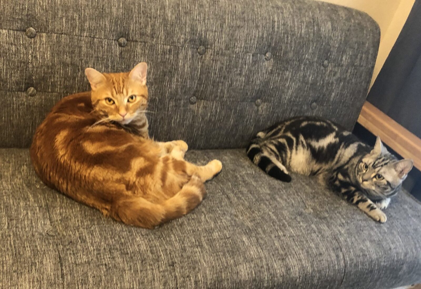 伊勢原市 大我くん テツヤくん 初回訪問