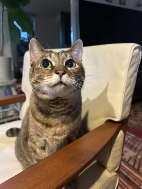 綾瀬市　ネコちゃん達のお世話♡