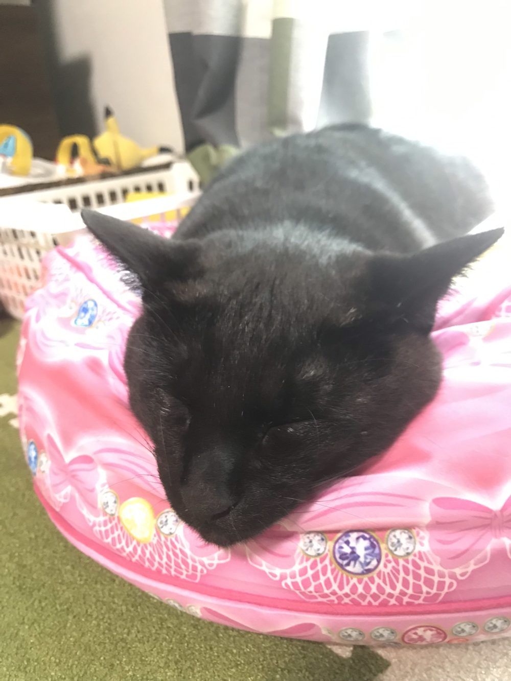 八千代市の黒猫あさとくんともふもふらいくんの初回訪問