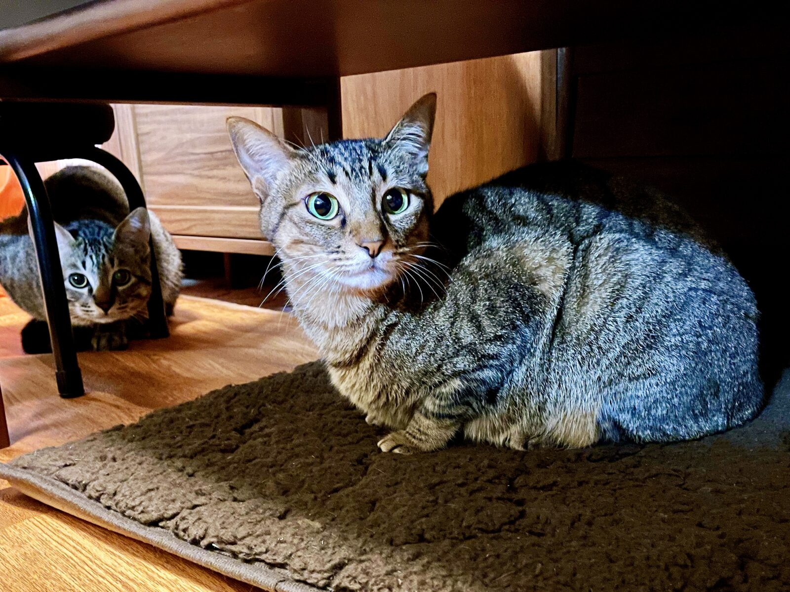 京都市 右京区 ２匹のキジトラ猫ちゃん