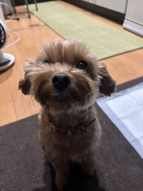 大和市　ワンコさん♡