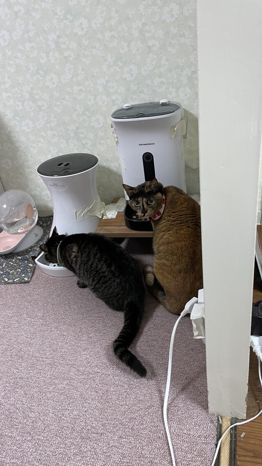 🐱ん、近くにいてくれるの？✨