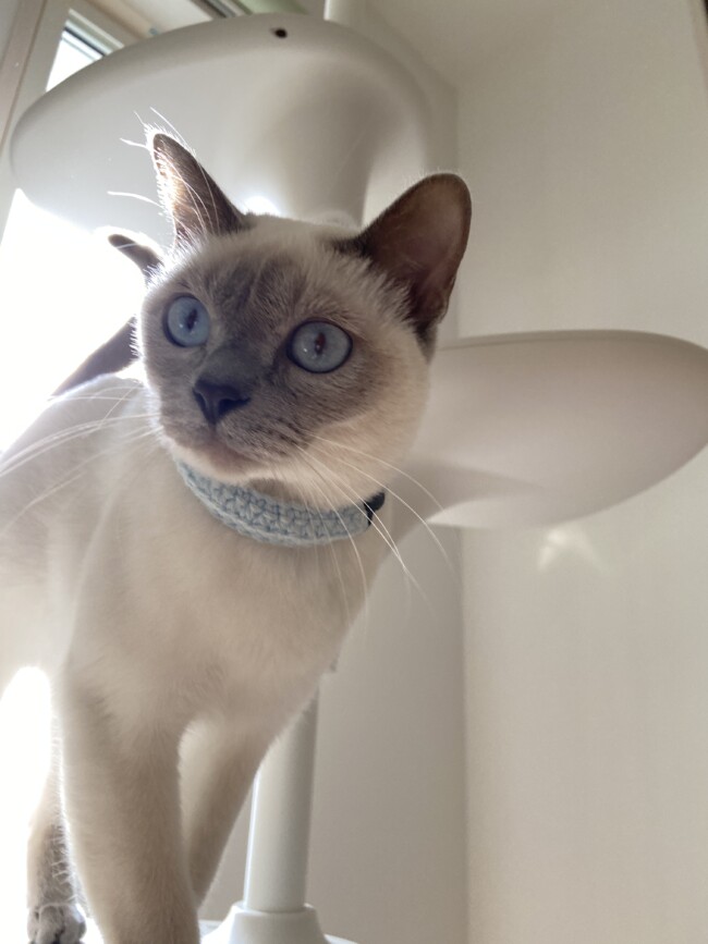 ペットシッター　　猫　トンキニーズ　とあちゃん　