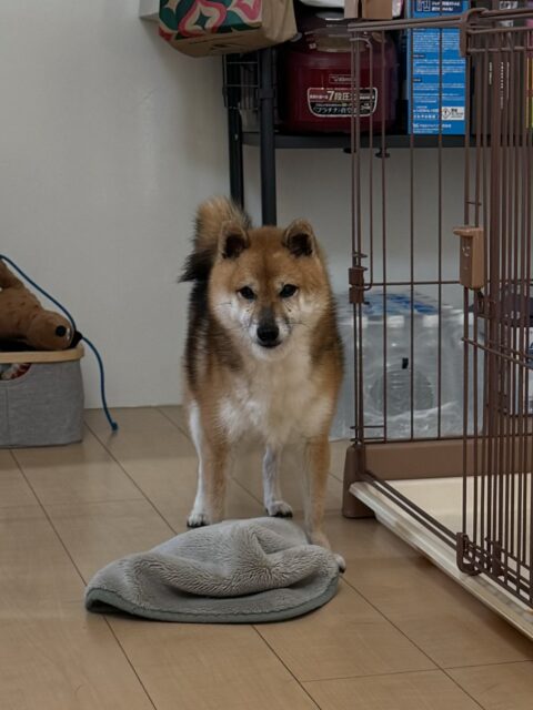 船橋市　ごろうくんのお世話