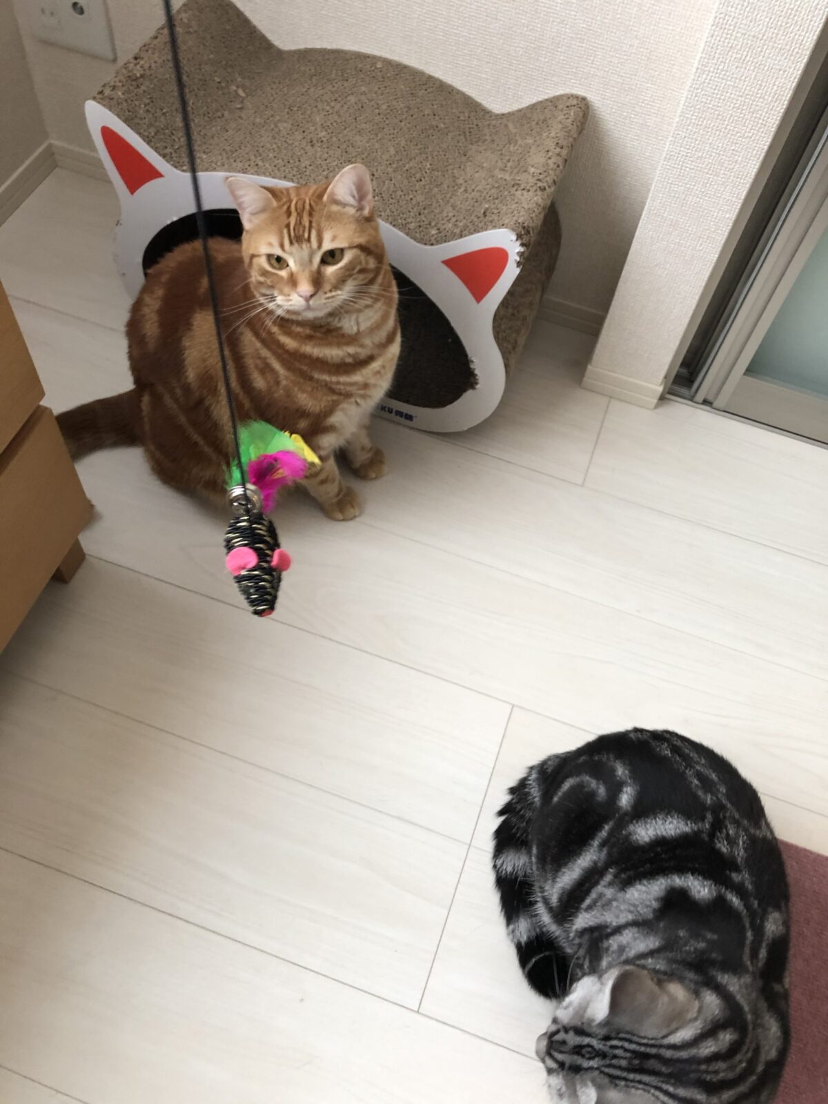 伊勢原市　大我くん　テツヤくん　お客様の声