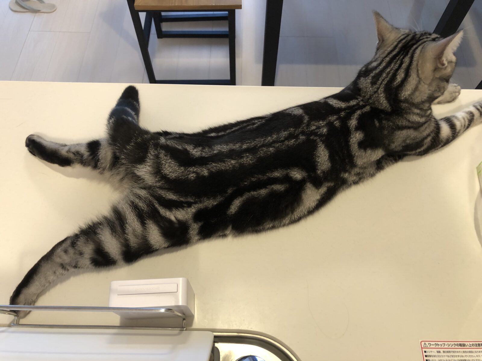 伊勢原市　大我くん　テツヤくん　お世話２日目