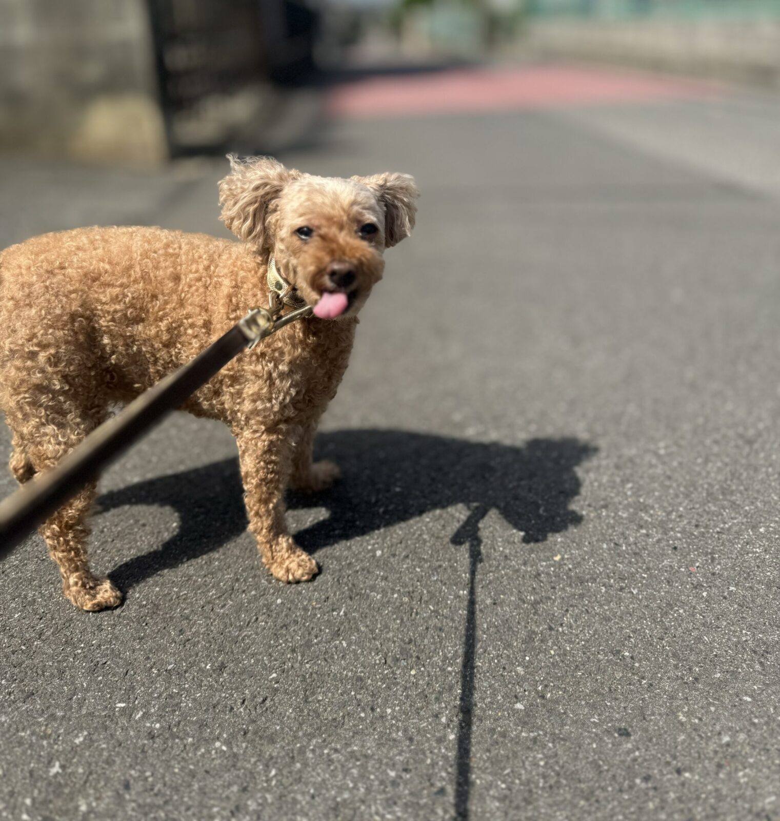 船橋市　ルイちゃんのお世話
