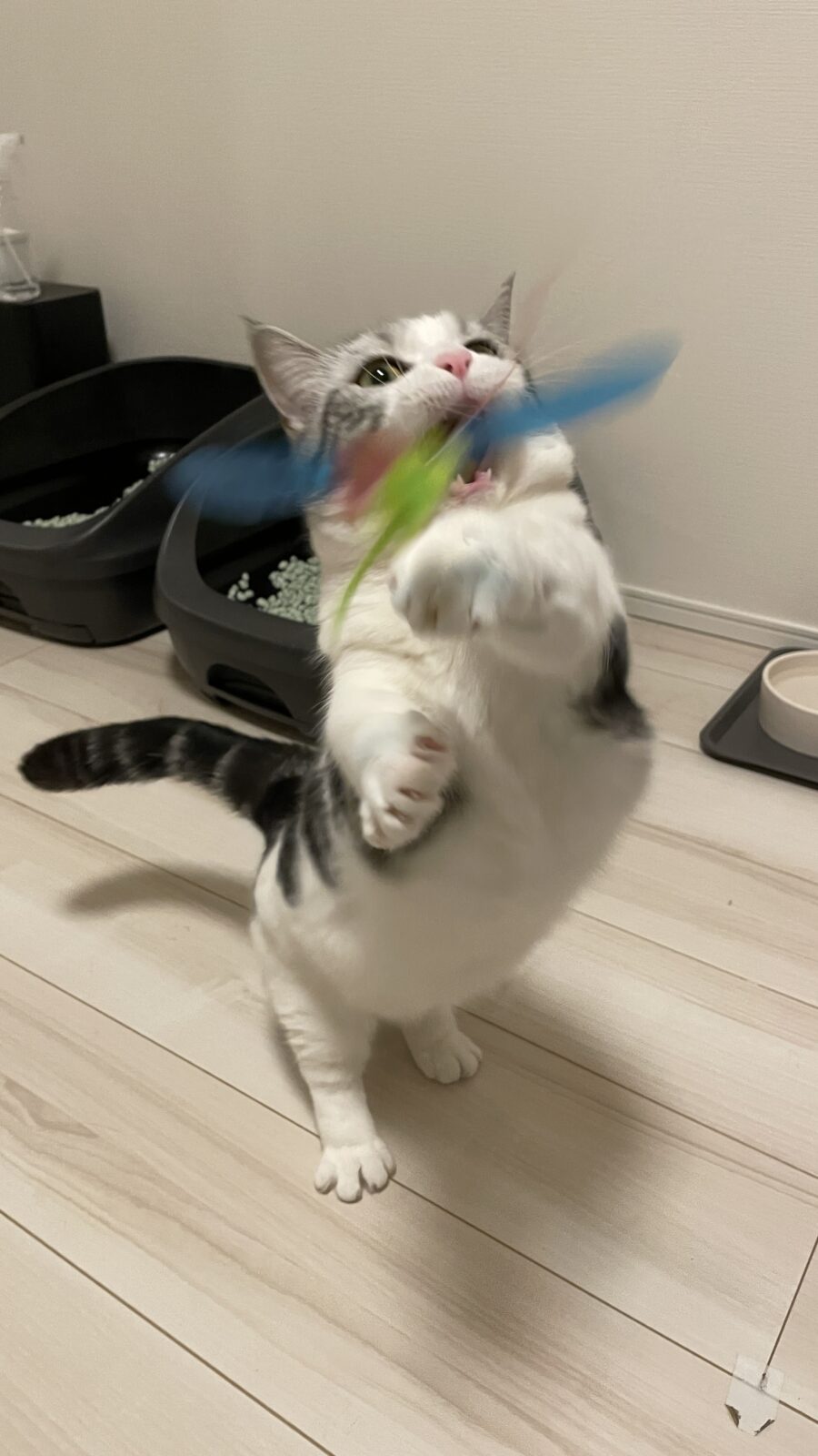 🐱いつもお迎えありがとうね💞