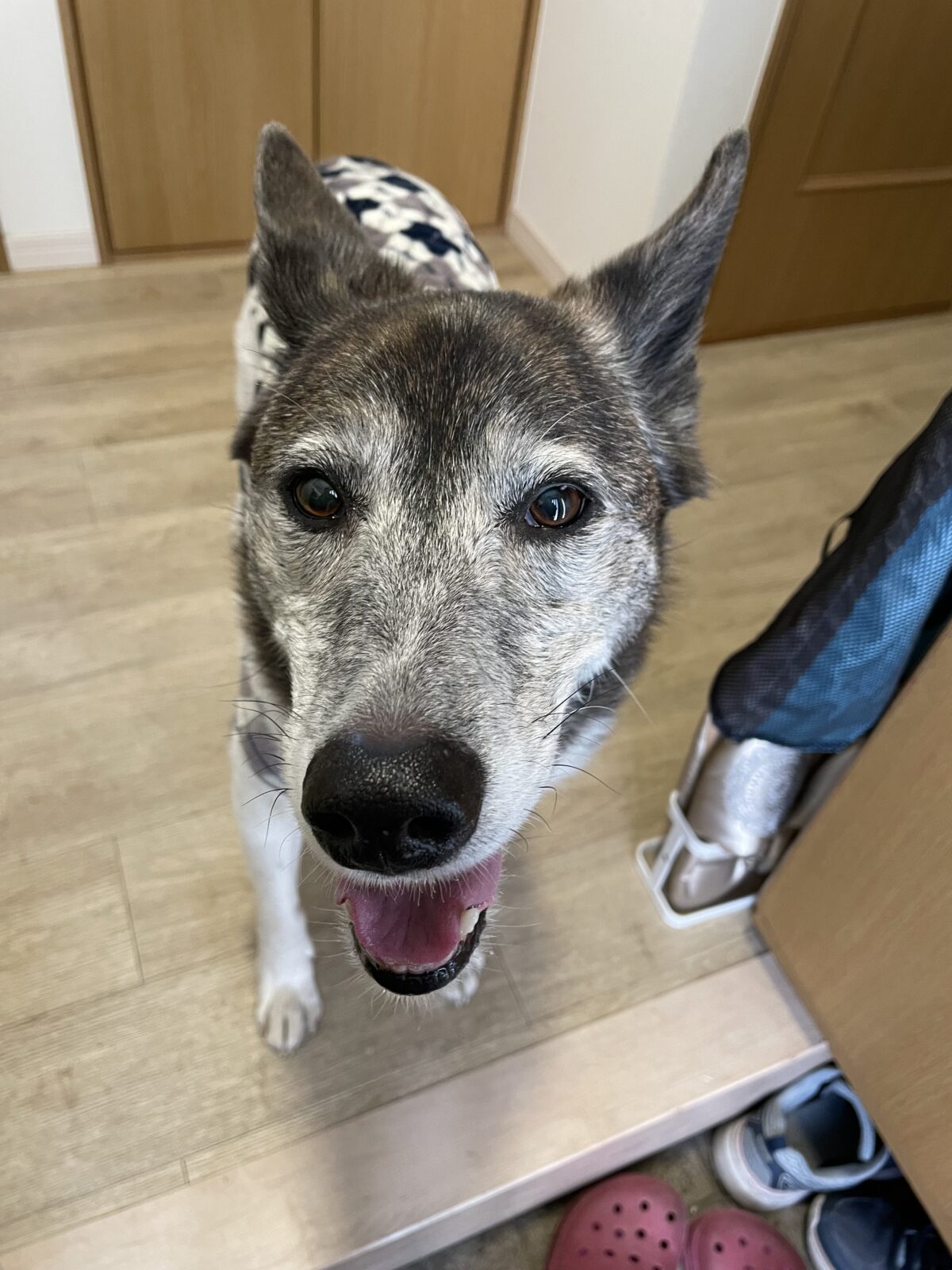 【船橋市・犬】ザックくんのお世話報告