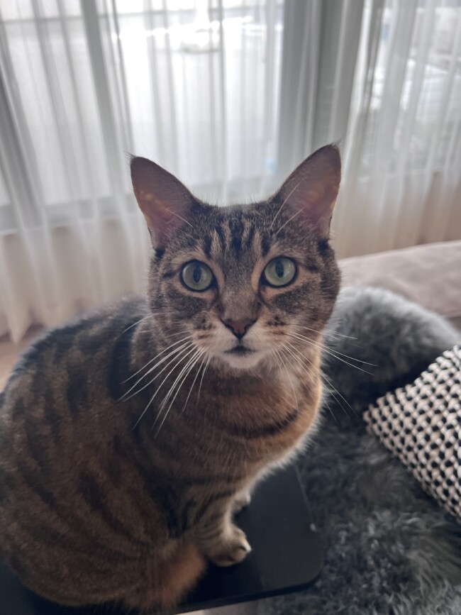 ペットシッター　箕面市　猫のいちこちゃん