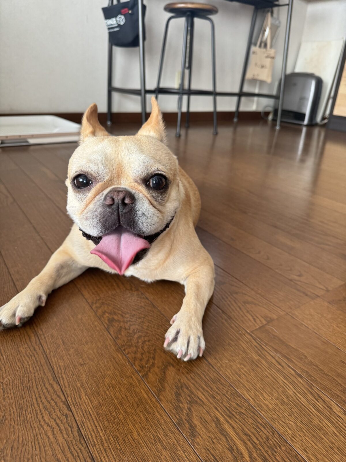 船橋市　ルカちゃんのお散歩代行