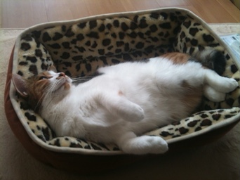 お留守番? それとも一緒に連れて行く?