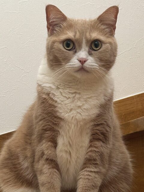 綾瀬市　ネコちゃん達のお世話♡