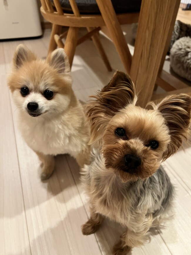 ペットシッター 箕面市 ポメラニアンのはるちゃんとヨークシャーテリアのいるさちゃん