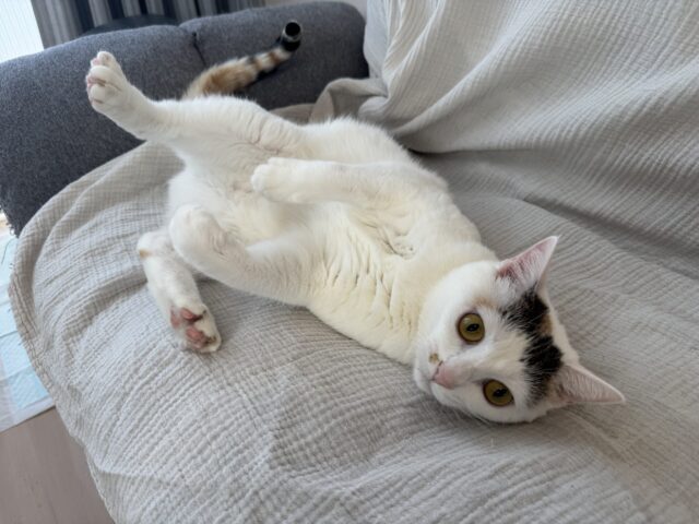 【ペットシッター 八王子】きなこちゃん達のお世話の様子