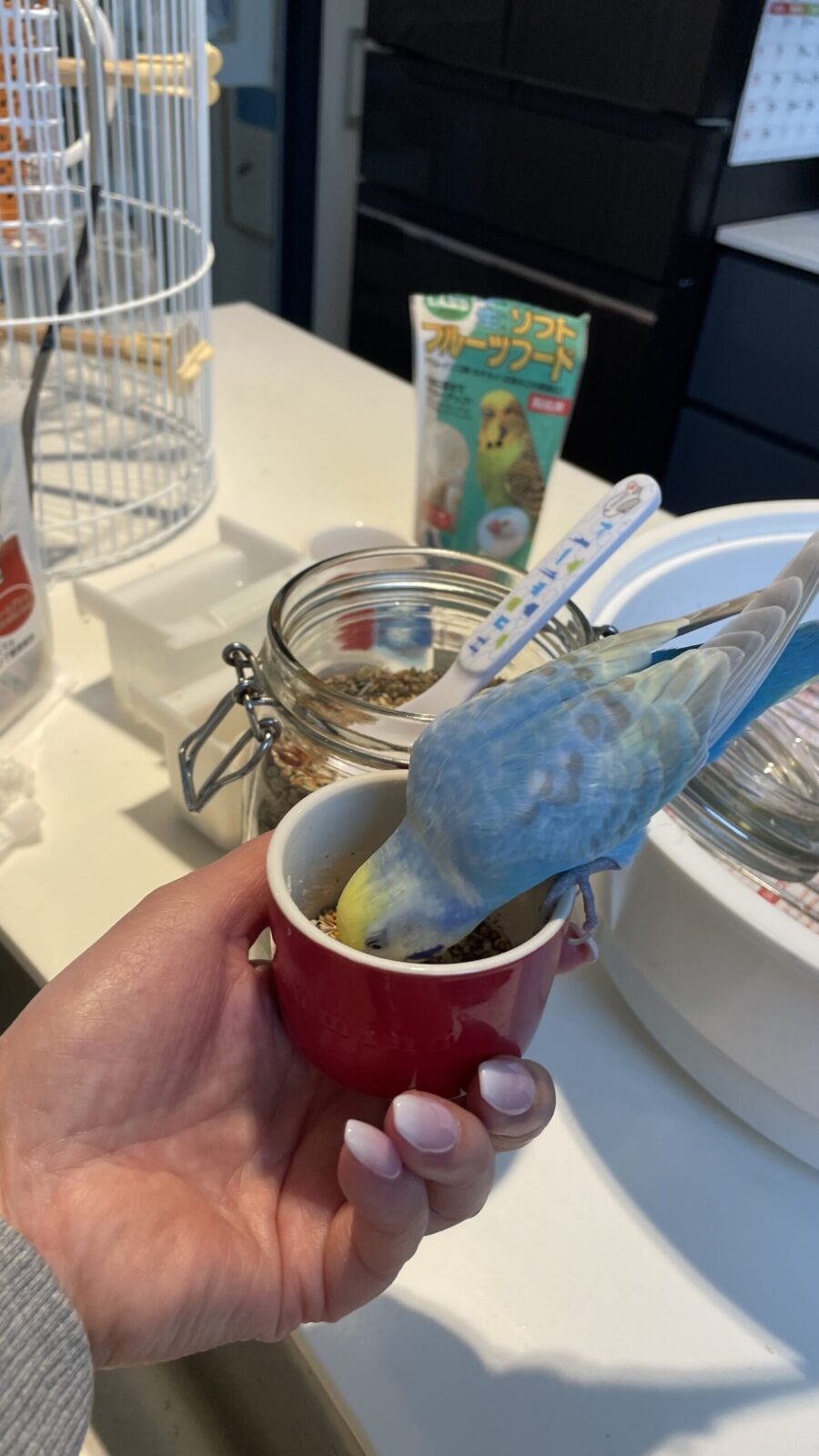 トコトコトコ🦜お散歩大好き