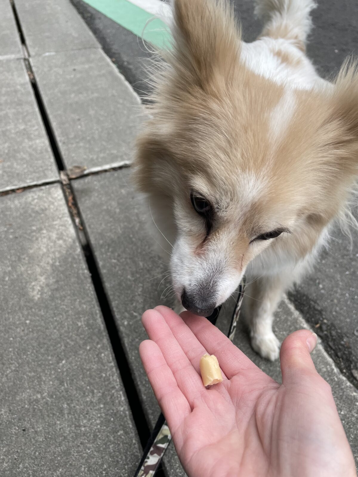 【八千代市・犬、猫】Qooくん、タルトくん、ルナちゃん、ノエルくんのお世話報告