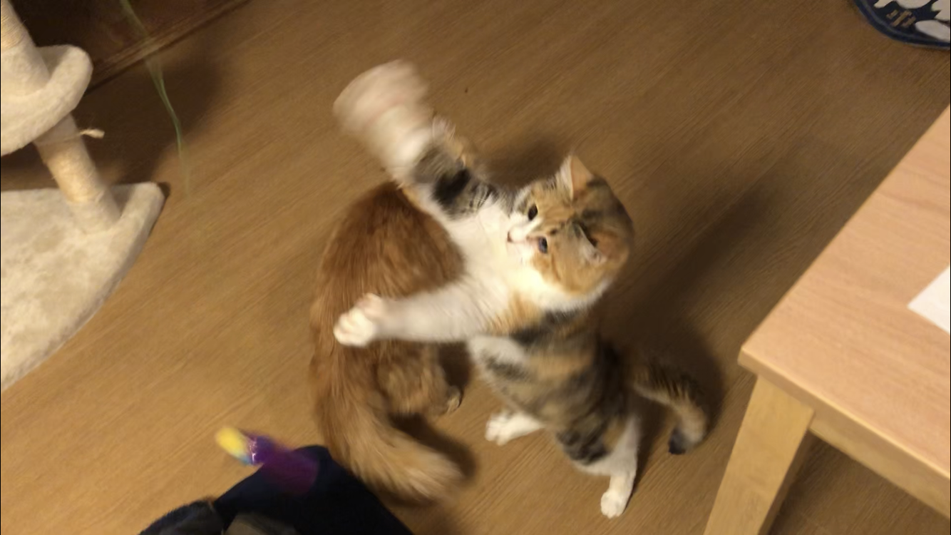 伊勢原市　あおちゃん　ほたてくん　うにくん　リピートのご依頼①