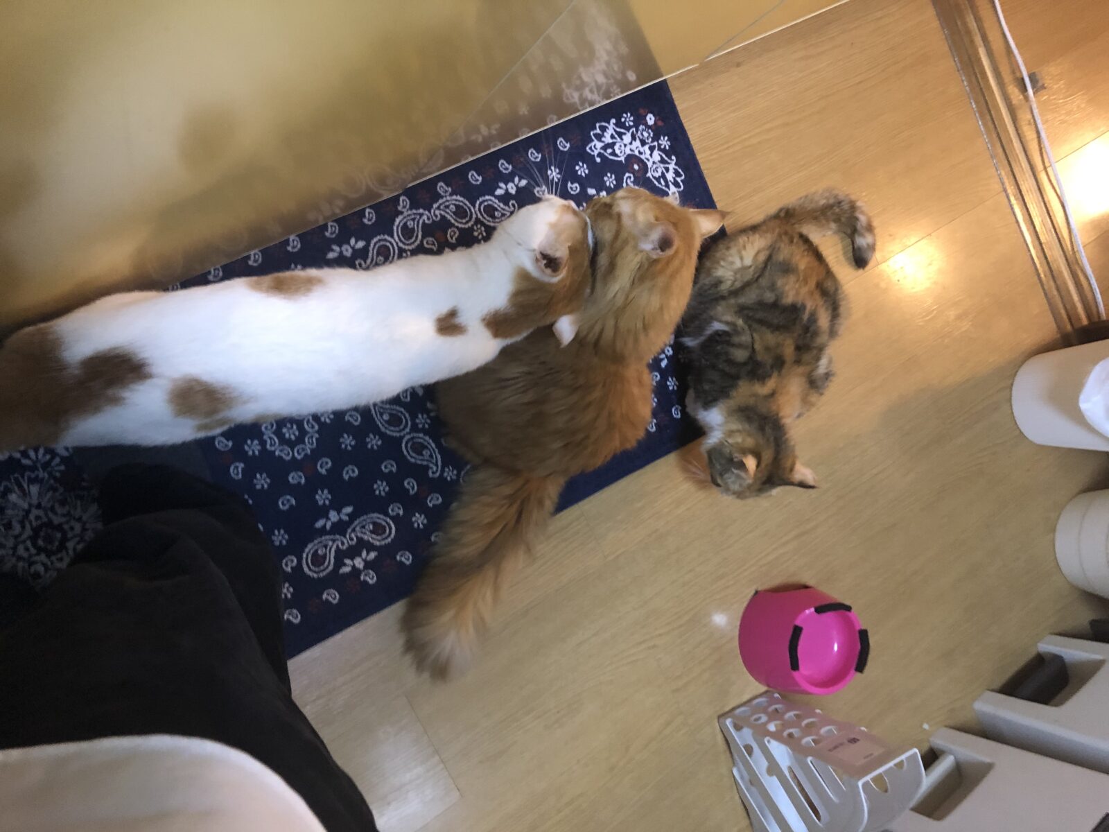 伊勢原市　あおちゃん　ほたてくん　うにくん　リピートのご依頼②