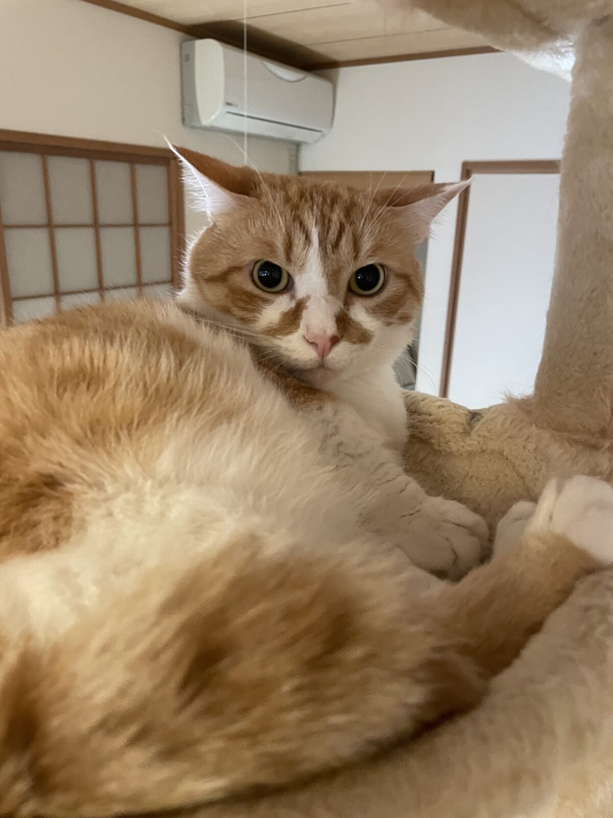 【船橋市】むさしくんとまこくんのお世話報告