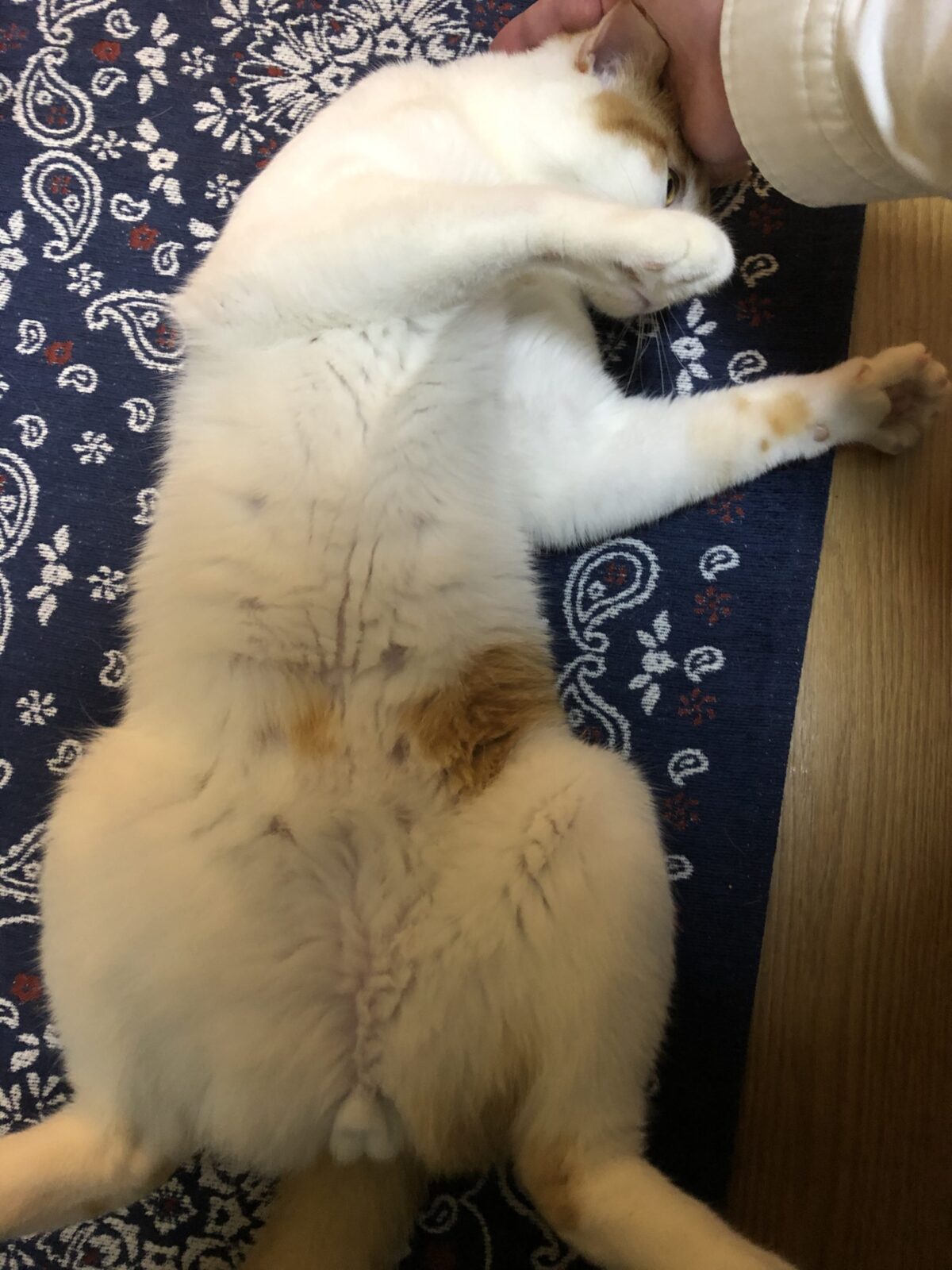 綱島の猫ちゃん キャットシッター