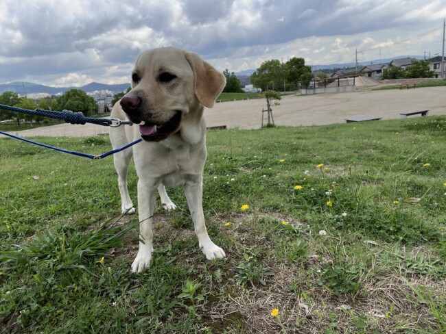 散歩代行　箕面市　ラブラドールレトリーバー　メリちゃん