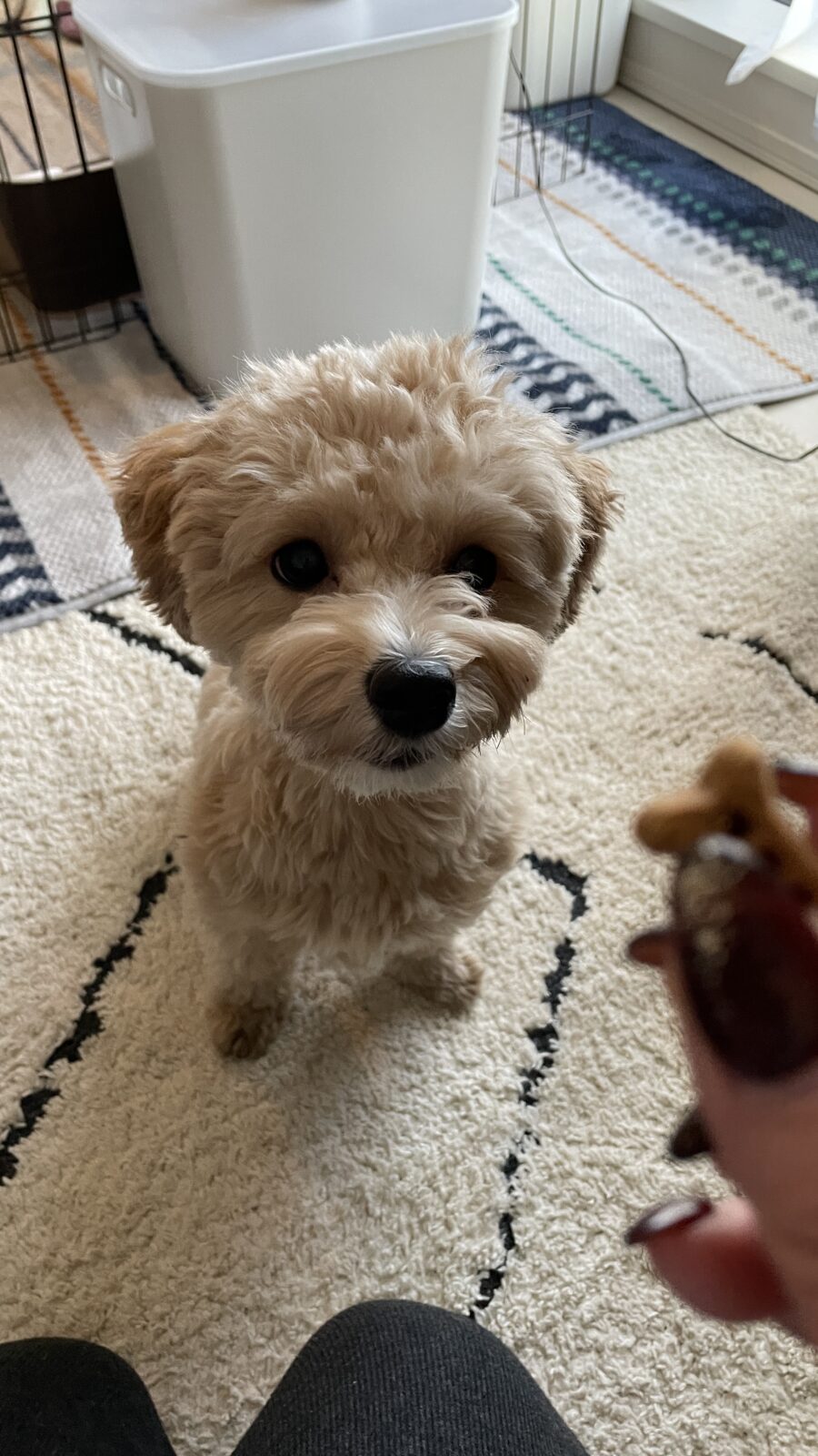 🐶お久しぶり✨