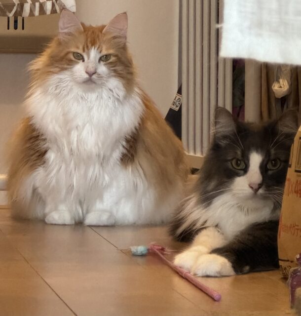 船橋市　めめちゃんとおうじくんのお世話