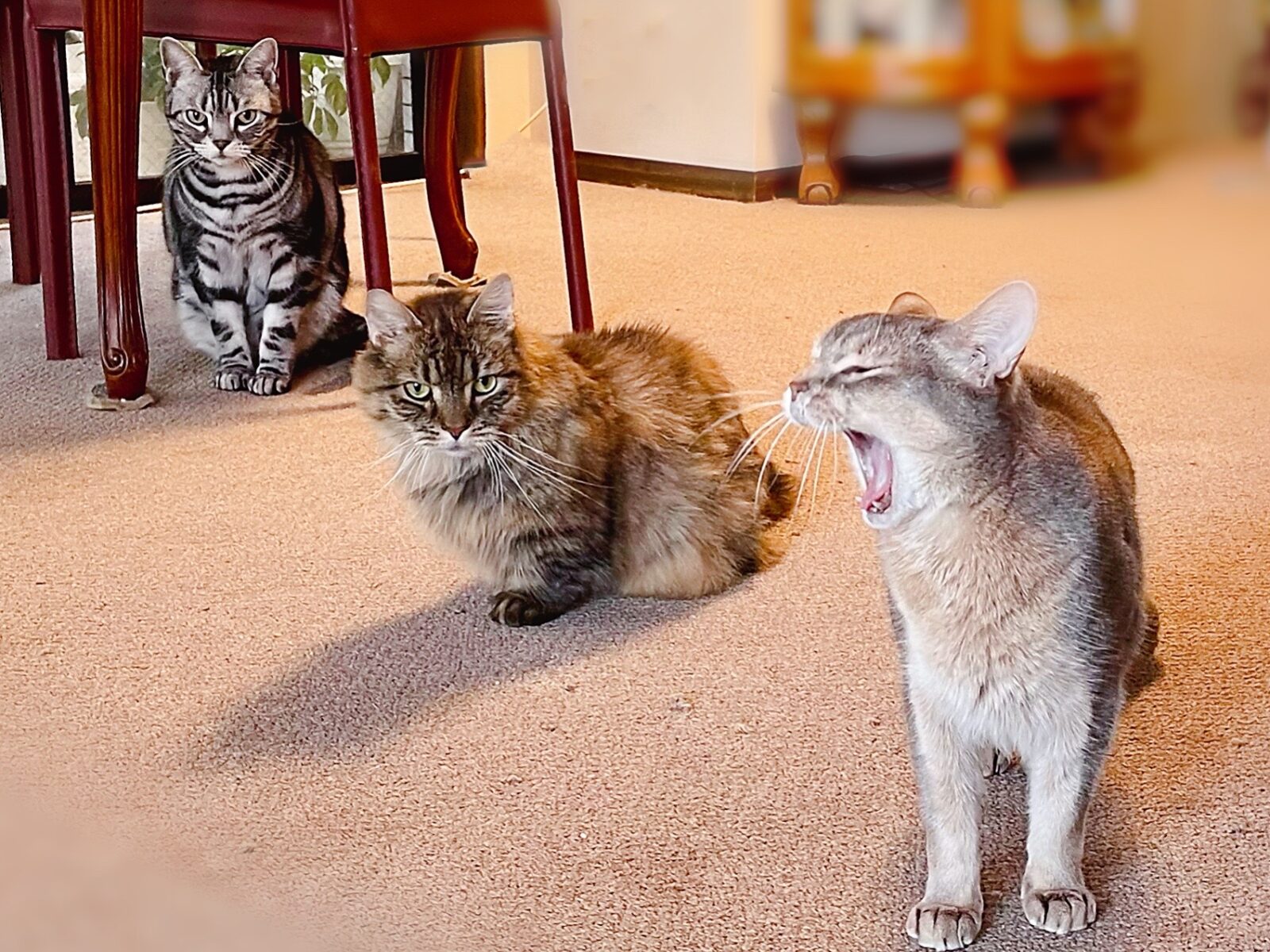 京都市 下京区 3匹の猫ちゃん