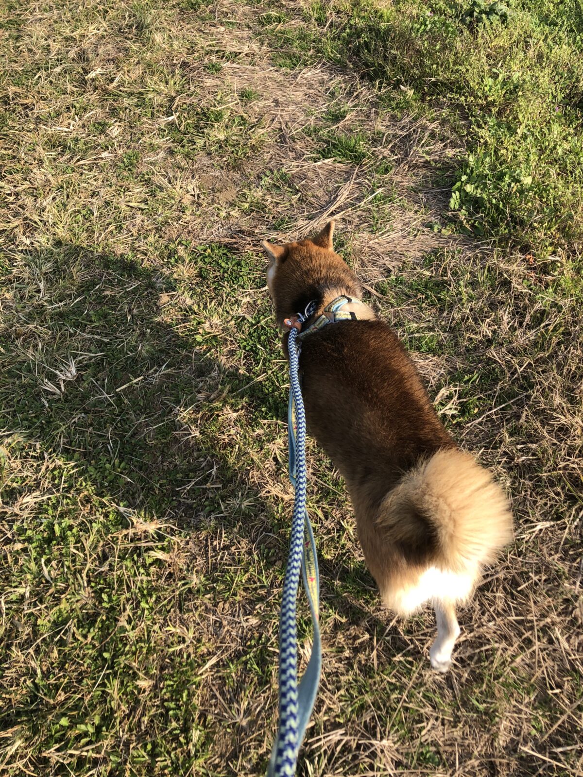 平塚市　柴犬のアイちゃん　お世話３日目