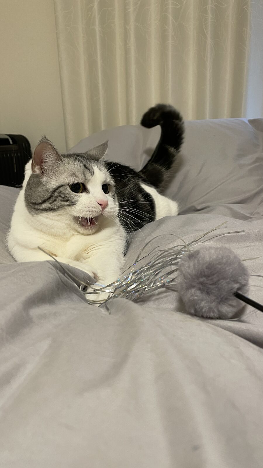 🐱1年間ありがとうね💞